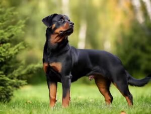 Besoins en Assurance d' un Rottweiler ?