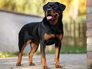 Rottweiler a-t-il besoin d'un jardin ?